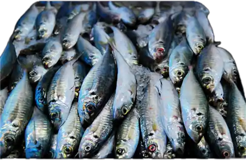 제주 전갱이 (소)